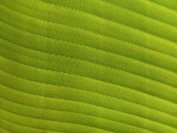 顶部Veiw 抽象地模糊背景香蕉叶绿色设计或鱼群照片 绿色植物 热带休假 — 图库照片