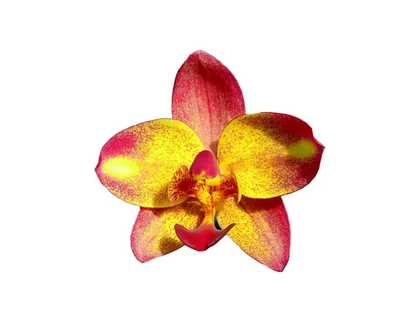 Крупный План Желтого Розового Цвета Орхидеи Фаленопсис Цветок Цветка Цветка — стоковое фото