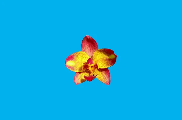 Точковий Вигляд Жовтого Рожевого Кольору Орхідеї Фаленопсис Квітка Розквітає Ізольовано — стокове фото