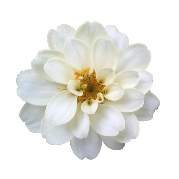 Gros Plan Blanc Zinnia Angustifolia Fleur Floraison Isolé Sur Fond — Photo