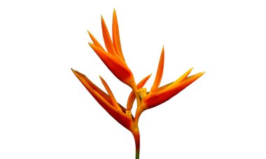 Yakın plan, Sarı Heliconia psittacorum veya cennet kuşu çiçek açan çiçek desing veya stok fotoğraf için beyaz arka planda izole. Çiçek, çiçek, desen, tropikal