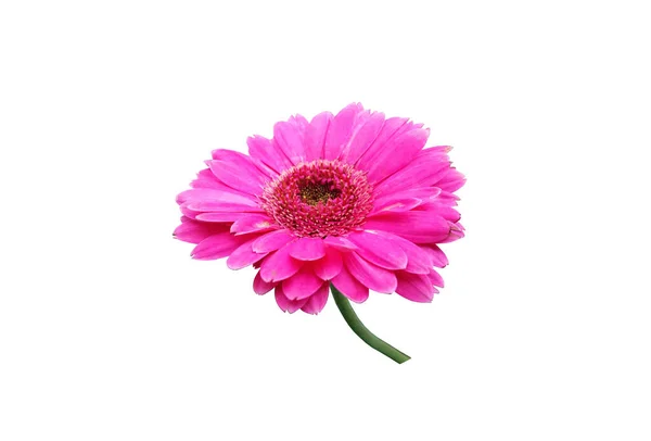 Closeup Pastel Magenta Gerbera Flor Margarida Florescendo Isolado Fundo Branco — Fotografia de Stock