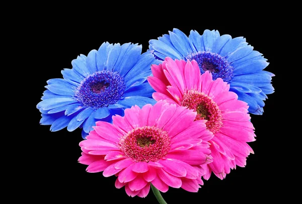 Kapalı Pastel Macenta Cyan Gerbera Papatya Çiçekleri Siyah Arkaplanda Izole — Stok fotoğraf