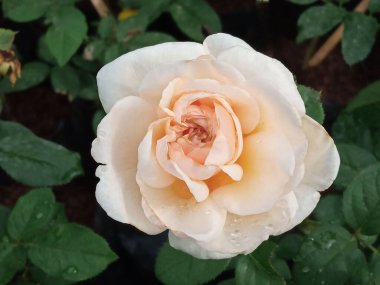 Yakın plan, bahçedeki ağaçta açan beyaz sarı güller bulanık yeşil yaprak arka plan, doğal çiçeklerin güzelliği, çiçekli yaz.