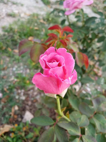 Vue Dessus Fleurs Roses Fleurissent Sur Arbre Dans Jardin Fond — Photo
