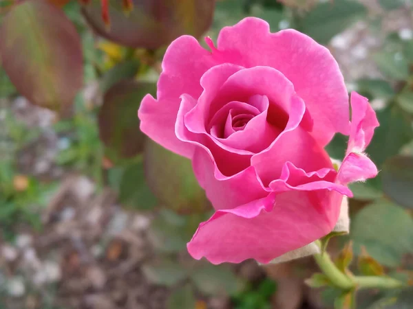 Fermeture Fleurs Roses Fleurissent Sur Arbre Dans Jardin Fond Feuille — Photo