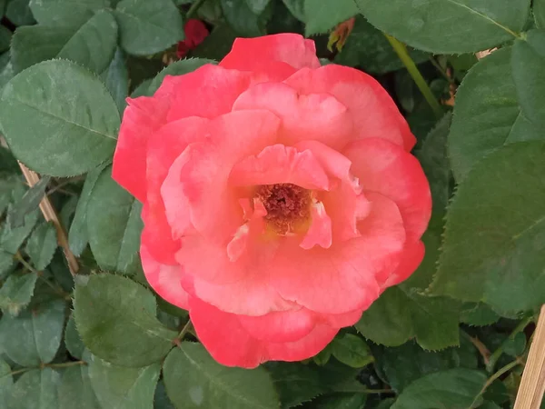 Gros Plans Fleurs Roses Pastel Sur Arbre Dans Jardin Fond — Photo