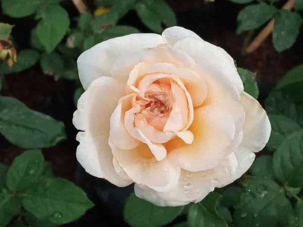 Close Witte Gele Rozen Bloeien Boom Tuin Wazig Groen Blad — Stockfoto