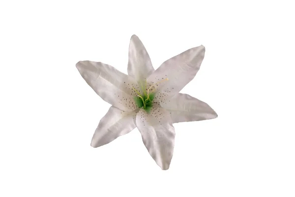 Цветочный Букет Одинокий Белый Лиловый Цветок Изолированный Белом Фоне Дизайнерского — стоковое фото