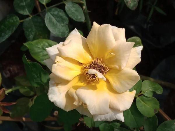 Primer Plano Rosas Amarillas Blancas Florecen Árbol Jardín Fondo Hojas — Foto de Stock