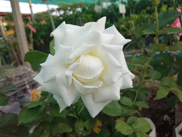 Primer Plano Rosas Blancas Florecen Árbol Jardín Fondo Hojas Verdes — Foto de Stock