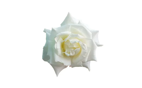 Closup Único Flor Rosas Brancas Isolado Fundo Branco Para Estoque — Fotografia de Stock