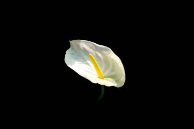 Beyaz Anthurium çiçeği stok fotoğrafı veya arka plan dokuları için siyah arka planda izole edilmiş. Yazlık çiçek. reklam ürünü