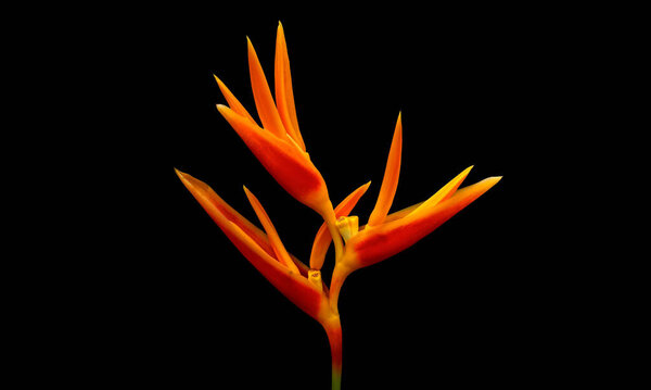 Closeup, Yellow Heliconia psittacorum or bird of paradise flowers blossom blooming isolated on black background for stock photo or advertising desing. houseplant, spring floral, pattern, tropical