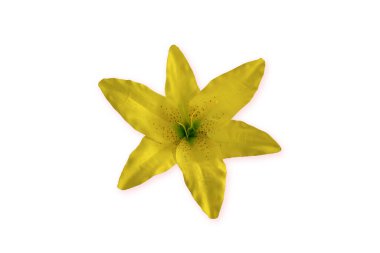 Yakın plan, güzel sarı zambak çiçeği tasarım için beyaz arka plan izole edilmiş fotoğraf, çiçek açan çiçek, tropikal yaz