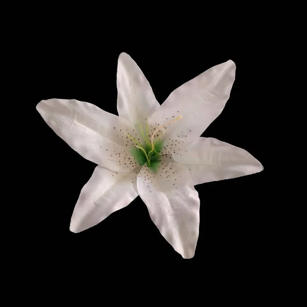 Цветовая Гамма Одинокий Белый Лиловый Цветок Изолированный Черном Фоне Дизайнерского — стоковое фото