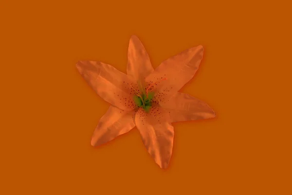 Крупним Планом Красива Яскрава Одинарна Помаранчева Квітка Лілії Ізольований Чистий — стокове фото