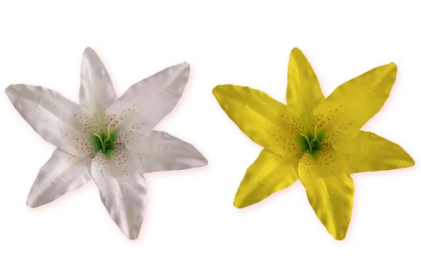 Nahaufnahme Schöne Weiße Und Gelbe Lilie Blume Isoliert Auf Weißem — Stockfoto