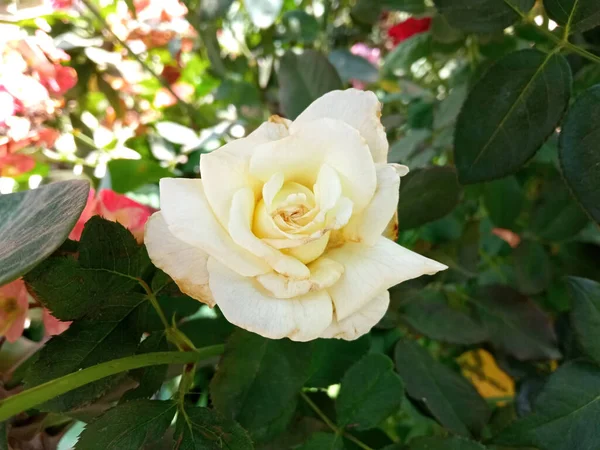 Vista Superior Rosas Blancas Florecen Árbol Jardín Fondo Hojas Verdes — Foto de Stock