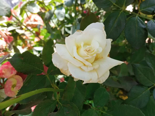 Vista Superior Rosas Blancas Florecen Árbol Jardín Fondo Hojas Verdes — Foto de Stock