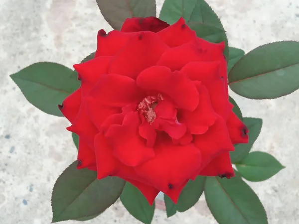 Gros Plans Les Roses Rouges Fleurissent Sur Arbre Dans Jardin — Photo