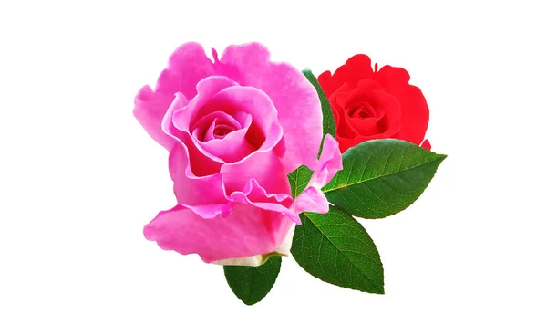 Closup Pink Red Roses Blossom Blooming Green Leaf Isolated White — Stock Photo, Image