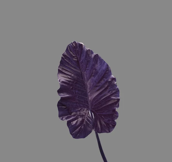 Крупним Планом Вуха Слона Фіолетовий Лист Ізольовані Середньому Холодному Коричневому — стокове фото