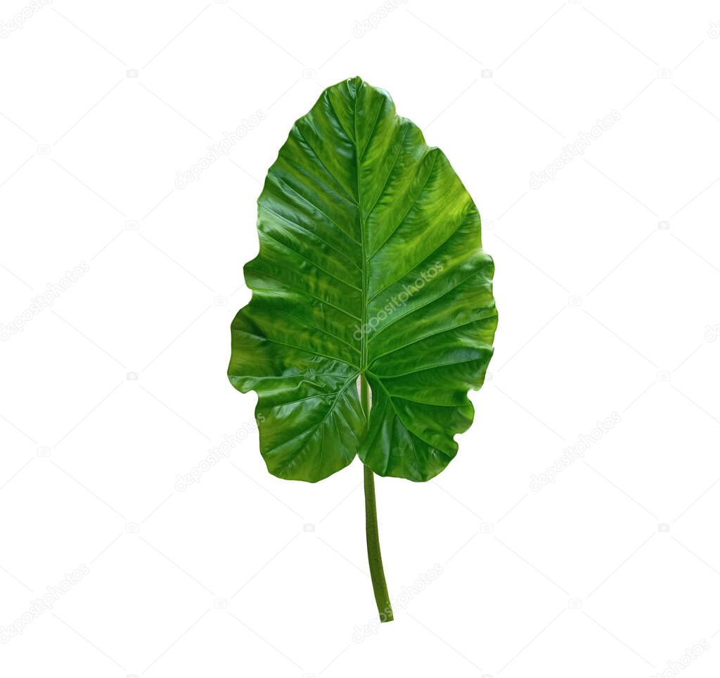 Closeup, Elephant ears green leaf isolated on white background for design or stock photos, summer plant, single flora