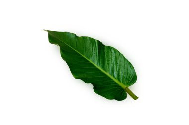 Yakın plan, tropikal yeşil yaprak tasarım veya stok fotoğrafları, yaz bitkisi, tek bitki örtüsü için beyaz zemin üzerinde izole