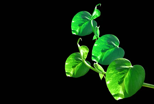 Top View Green Leaf Philodendron Hederaceum Scandens Brasil Isolated Black — стоковое фото