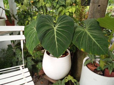 Kapat, yeşil çizgili filodendron yapraklı ihtişamlı yaprak arka plandaki beyaz tencere üzerinde fotograflar veya stok fotoğrafları için, tropikal bitki, düzlük, tek büyük yapraklar