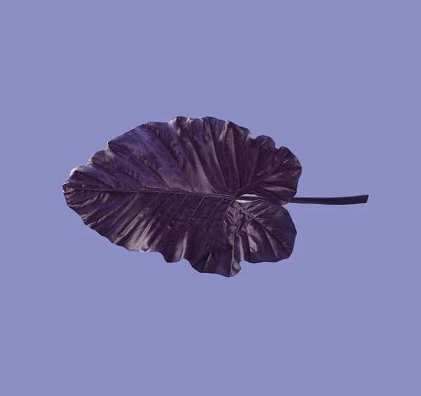 Крупним Планом Вуха Слона Фіолетовий Лист Ізольовані Пастельному Фіолетовому Фоні — стокове фото