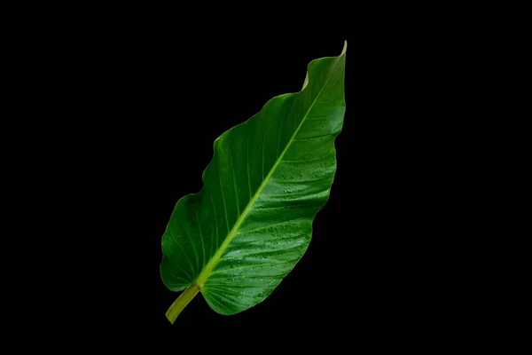 Closeup Tropical Green Leaf Isolated Black Background Design Stock Photos — Stock Photo, Image