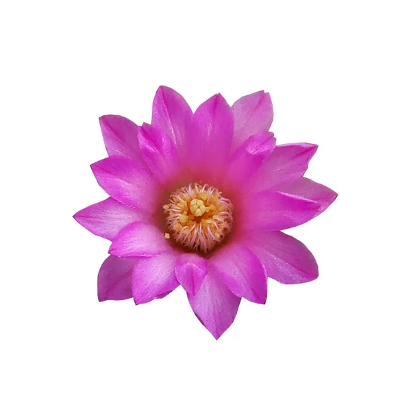 Gros Plans Fleurs Cactus Violet Fleurissent Isolé Sur Fond Blanc — Photo
