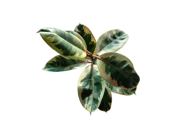 Närbild Ficus Elastica Variegata Träd Isolerad Vit Bakgrund Gummiväxt Indisk — Stockfoto