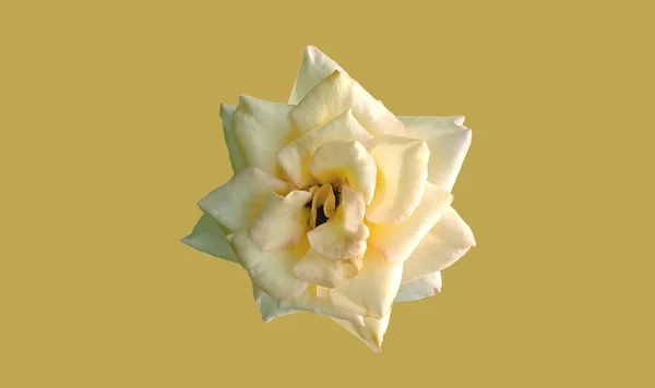 Крупним Планом Яскравість Одиночної Троянди Білого Кольору Квітка Розквітає Ізольовано — стокове фото