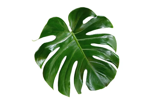 Top Veiw Folha Monstera Fresco Brilhante Isolado Fundo Branco Para — Fotografia de Stock