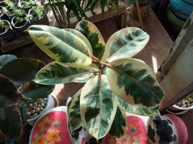 Yakın plan, çiçek arkaplanındaki Ficus elastica varyete ağacı stok fotoğrafı için, Lastik Fabrikası, Hint Lastik Ağacı, üç renkli yapraklar