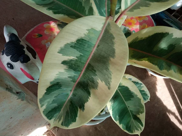 배경이나 사진을 정원에 Ficus Elastica Variegata Leaf Rubber Plant Indian — 스톡 사진