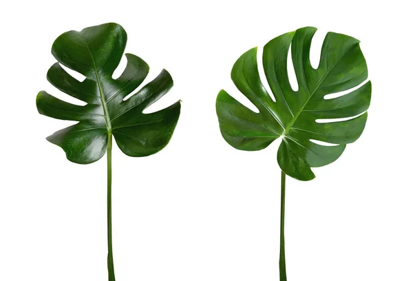 顶部Veiw 鲜亮新鲜的两片雌蕊叶 在白色背景上分离 用于种群照片或广告 开花植物属 — 图库照片