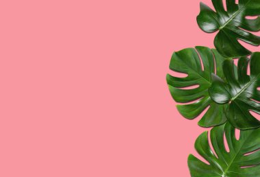 En üst veiw, Tropikal canavar yaprak çerçeve Pastel magenta arkaplan izole Stok fotoğraf veya reklam için, çiçek bitkiler cins