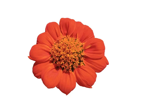 Vista Dall Alto Beauytful Singolo Arancio Zinnia Fiore Fioritura Isolato — Foto Stock