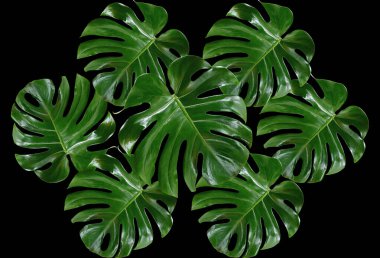 Top veiw, Tropical monstera leaf collection pattern isolated on black background for stock photo or advertisement, Genus of flowering plants