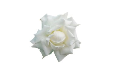 Kapanış, çiçek açan tek beyaz güller stok fotoğrafı veya reklam ürünü için beyaz arka planda izole edilmiş güzel aşk çiçekleri, çiçekli yaz çiçekleri.