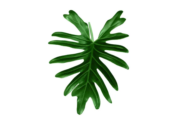 Single Leaf Philodendron Xanadu Isolated White Background Design Decoration Advertising — Stockfoto