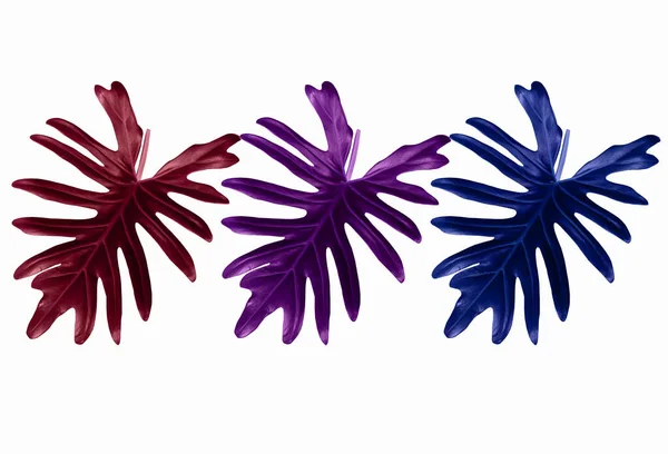 Набор Трех Листьев Филодендрона Xanadu Цветной Цвет Изолирован Белом Фоне — стоковое фото