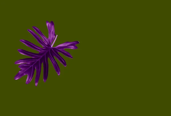 デザインや装飾広告製品のための濃いエンドウ豆の緑の背景に隔離されたフィロデンドロンXanaduの単一の紫色の葉 熱帯植物 フラットレイ サウムXanadu葉の美しい性質 — ストック写真