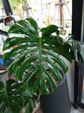 Yakın plan, canavarımsı doğa beyaz vazoda yeşil yaprak arkaplan tasarımı veya dekorasyon illüzyonu, tropikal bitki, yaz bitkisi, kahve dükkanı