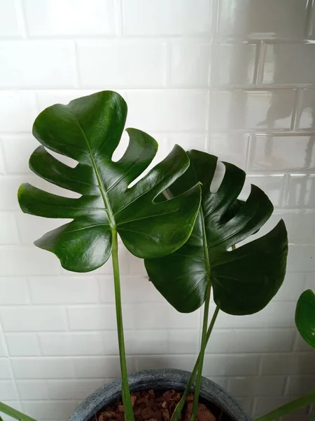 Primo Piano Monstera Natura Foglia Verde Vaso Bianco Disegno Sfondo — Foto Stock