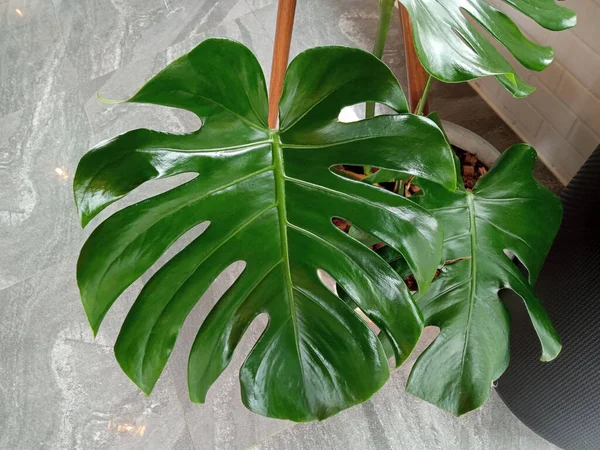 Primo Piano Monstera Natura Foglia Verde Vaso Bianco Disegno Sfondo — Foto Stock